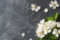 Spring flowering branch on grey concrete background. Apple blossoms Copy space Royalty Free Stock Photo