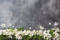 Spring flowering branch on grey concrete background. Apple blossoms Copy space Royalty Free Stock Photo