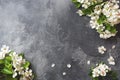 Spring flowering branch on grey concrete background. Apple blossoms Copy space Royalty Free Stock Photo