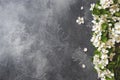 Spring flowering branch on grey concrete background. Apple blossoms Copy space Royalty Free Stock Photo