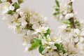 Spring flowering Royalty Free Stock Photo