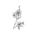 Spring flowering branch, monochrome floral design element hand drawn vector Illustration Royalty Free Stock Photo