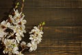 Spring flowering branch on wooden background. Royalty Free Stock Photo