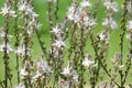 Spring flowering branched asphodel (lat. Asphodelus ramosus Royalty Free Stock Photo