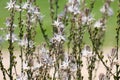 Spring flowering branched asphodel (lat. Asphodelus ramosus Royalty Free Stock Photo