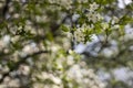 Spring flowering: branches of flowering apple or cherry in the park. White flowers of an apple tree or cherry on a background of Royalty Free Stock Photo
