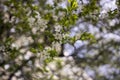 Spring flowering: branches of flowering apple or cherry in the park. White flowers of an apple tree or cherry on a