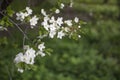 Spring flowering: branches of flowering apple or cherry in the park. White flowers of an apple tree or cherry on a background of Royalty Free Stock Photo