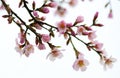Spring flowering branches. pink flowers