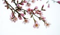 Spring flowering branches