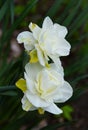 White Daffodils tinged with yellow flower in garden Royalty Free Stock Photo