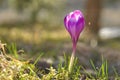 Spring flowering bulbs of purple Crocus flower Royalty Free Stock Photo