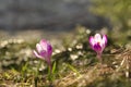 Spring flowering bulbs of purple Crocus flower Royalty Free Stock Photo