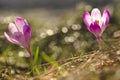 Spring flowering bulbs of purple Crocus flower Royalty Free Stock Photo