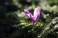 Spring flowering bulbs of purple Crocus flower Royalty Free Stock Photo