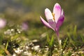 Spring flowering bulbs of purple Crocus flower Royalty Free Stock Photo