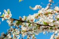 Spring. Flowering Cherry. Blue sky Royalty Free Stock Photo