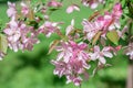 Spring flowering cherry tree Royalty Free Stock Photo