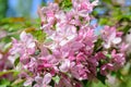 Spring flowering cherry tree Royalty Free Stock Photo