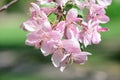 Spring flowering cherry tree Royalty Free Stock Photo