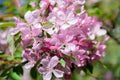 Spring flowering cherry tree Royalty Free Stock Photo