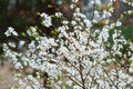 Spring flowering cherry tree in the garden Royalty Free Stock Photo