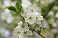 Spring flowering cherry tree: green branch with white flowers Royalty Free Stock Photo