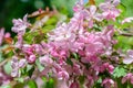 Spring flowering cherry tree Royalty Free Stock Photo