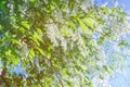 Spring flowering of the cherry tree Royalty Free Stock Photo