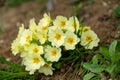 Spring flowering. Cowslip flowers in the grass and garden.