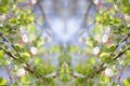 Spring Flowering Crab Apple (creative composite)