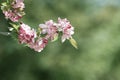 Flowering Crabapple Tree In Spring Bloom Royalty Free Stock Photo