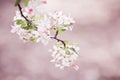 Flowering Crabapple Tree In Spring Bloom Royalty Free Stock Photo