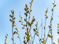 Spring flowering Easter willow tree against a blue sky