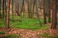 Spring flowering forest greenery, nature background