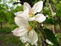 Spring flowering of fruit trees Royalty Free Stock Photo