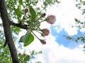 Spring flowering of fruit trees Royalty Free Stock Photo