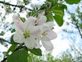 Spring flowering of fruit trees Royalty Free Stock Photo