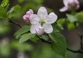 Spring flowering of fruit trees flowers macro