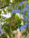 Spring flowering fruit trees, pear trees.pear Blossom Royalty Free Stock Photo