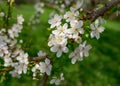 Spring flowering of fruit trees. White-pink cherry flowers on a branch of a blossoming cherry tree. Close-up Royalty Free Stock Photo