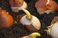 Spring flowering garden bulbs planted in pots