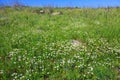 Spring flowering Golan