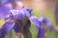 Spring flowering of iris in rain drops close-up Royalty Free Stock Photo