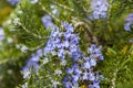 Spring, flowering juniper. New fresh branches of evergreen juniper in the garden, Close up, blurred background Royalty Free Stock Photo