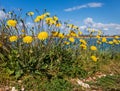 Spring flowering Leontodon hispidus plant known as bristly hawkbit and rough hawkbit growing on the seaside of a beach