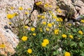 Spring flowering Leontodon hispidus plant known as bristly hawkbit and rough hawkbit growing on the seaside of a rocky