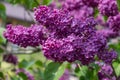 Spring flowering lilac branches in the garden