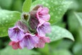 Spring Flowering Lungwort Pulmonaria Officinalis Royalty Free Stock Photo