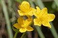 Spring flowering marsh marigold Caltha palustris, in garden pond